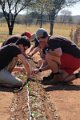 Volunteers planting